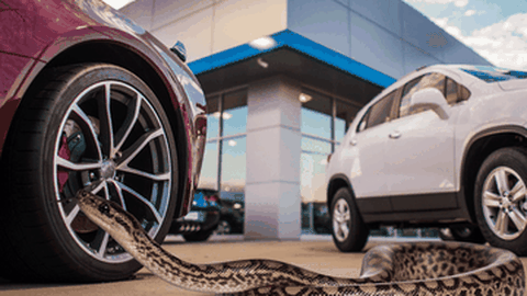 Wow, Ular Dibawa Test Drive Mobil