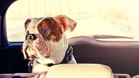 Tips Bawa Anjing Bepergian dengan Mobil