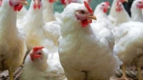 Pemilik BMW Ini Nekat Mencuri Ayam Demi Beli Bensin