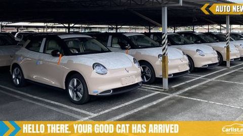 Purr-fect Christmas for some as the first batch of Ora Good Cats has arrived on our shores