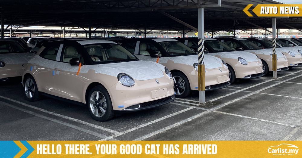 Purr-fect Christmas for some as the first batch of Ora Good Cats has arrived on our shores