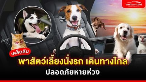 เคล็ดลับ พาสัตว์เลี้ยงนั่งรถ เดินทางไกล ปลอดภัยหายห่วง