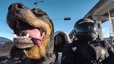 Rottweiler Loves Driving In An Ariel Atom As Much As Its Owner 