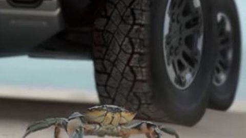 Keren, Langkah Kepiting Calon Hummer Terbaru