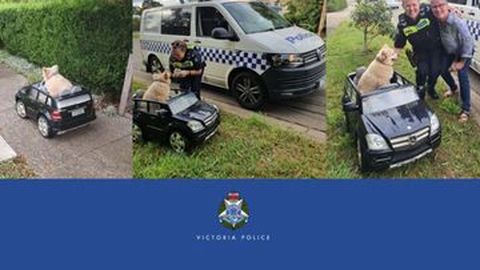 Unik, Anjing sedang Mengemudi Diberhentikan Polisi dan Ada Kisah Haru Dibaliknya