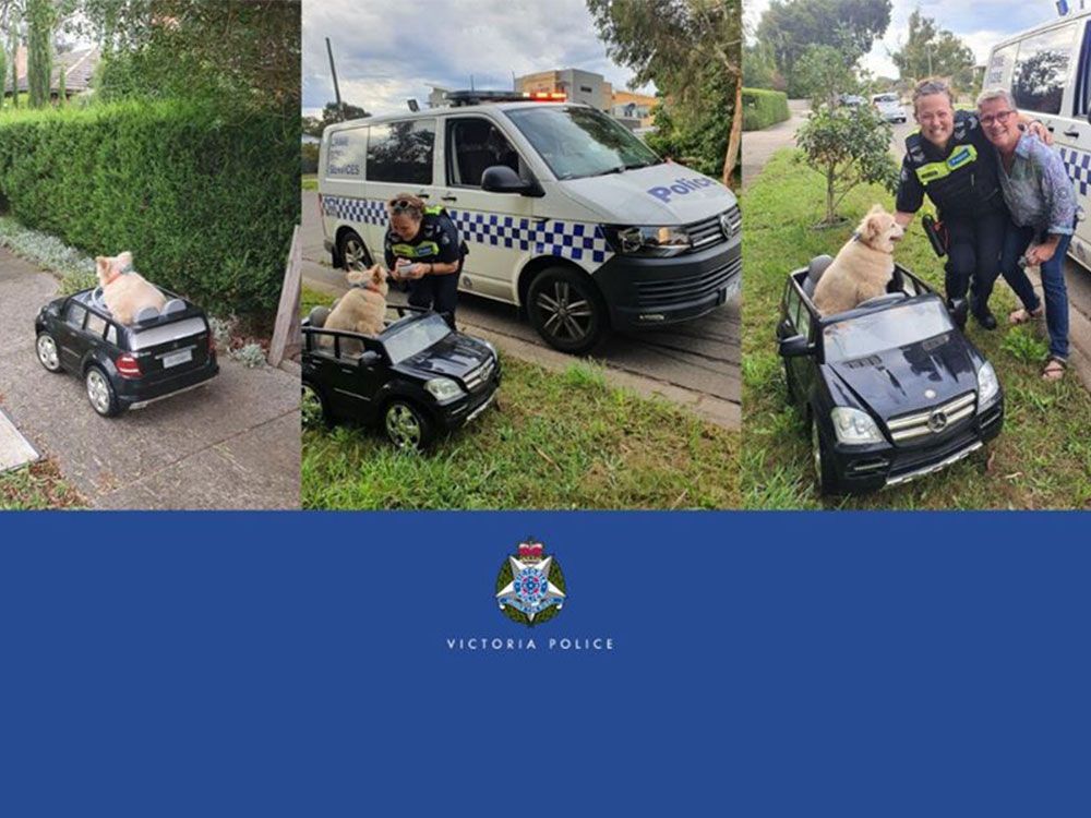 Unik, Anjing sedang Mengemudi Diberhentikan Polisi dan Ada Kisah Haru Dibaliknya