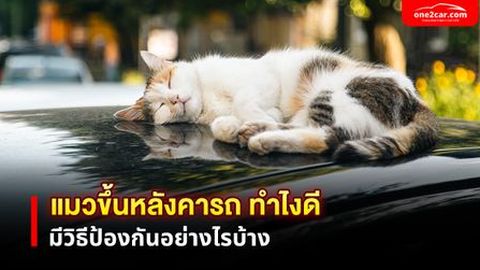 แมวขึ้นหลังคารถ ทำไงดี มีวิธีป้องกันอย่างไรบ้าง