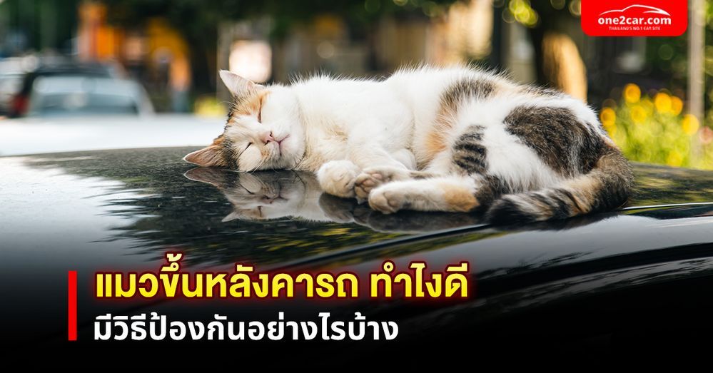 แมวขึ้นหลังคารถ ทำไงดี มีวิธีป้องกันอย่างไรบ้าง Featured One2car